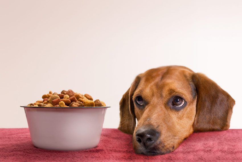 Nutrition and Your Pet: Choosing the Right Diet for Optimal Health